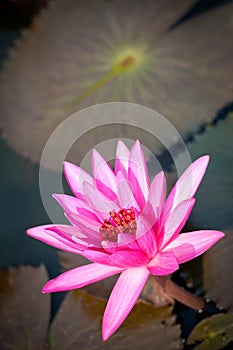 Flower of Star lotus, Nymphaea nouchali