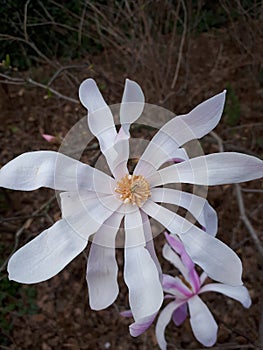 Flower of the Star Magnolia & x28;Magnolia stellata& x29;