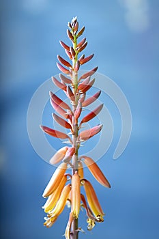 Flower stem of aloe vera plant