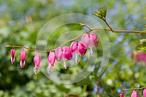 Flower stem of a bleeding heart plant with pink blossoms, blurry garden background