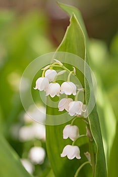 Flower stem with blossoms, lily of the valley, closeup shot in the garden