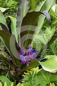 Flower stem of a cochliostema odoratissimum