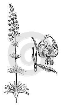 Flower Stem and Detached Flower of Martagon Lily vintage illustration