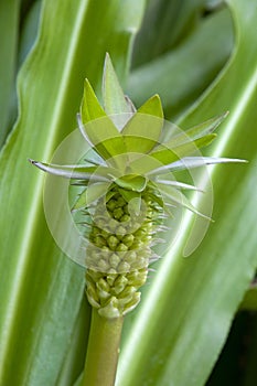 Flower stem of a eucomis or pineapple lily buds