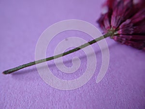 Flower stem extreme close-up with pink backdrop