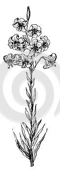 Flower Stem of Lilium Testaceum vintage illustration