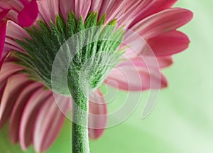 Flower stem macro