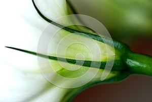 Flower stem macro