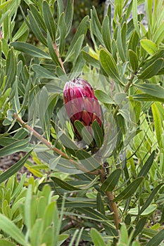 Flower stem of a protea magnifica X pudens in the garden