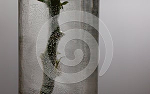 flower stem in a vase with air bubbles