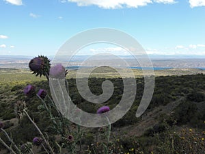 Flower on steps in Neuquen, Argentina