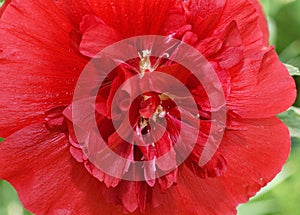 Flower Stock rose Lat. Alcea rosea or Malva Latin. Malva terry double