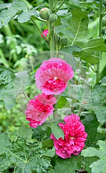 Flower Stock rose Lat. Alcea rosea or Malva Latin. Malva terry double