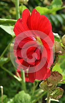 Flower Stock rose Lat. Alcea rosea or Malva Latin. Malva terry double red