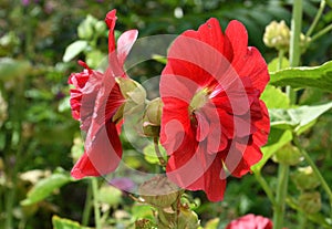 Flower Stock rose Lat. Alcea rosea or Malva Latin. Malva terry double red