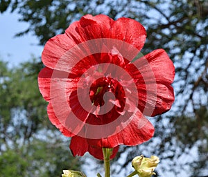 Flower Stock rose Lat. Alcea rosea or Malva Latin. Malva terry double red