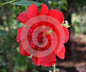 Flower Stock rose Lat. Alcea rosea or Malva Latin. Malva terry double red