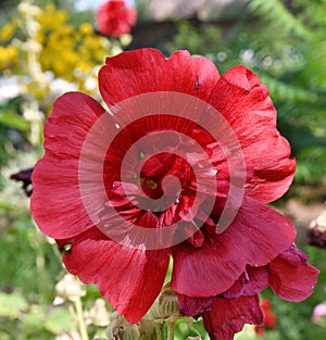 Flower Stock rose Lat. Alcea rosea or Malva Latin. Malva terry double red