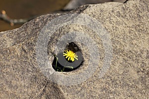 A flower in a stone