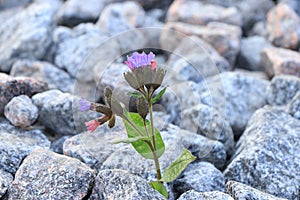 The flower is on stone, the birth of a new life in very difficult conditions.