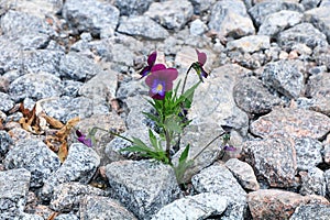 The flower on the stone, the birth of a new life in very difficult conditions