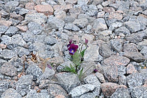 A flower on a stone, the birth of a new life in very difficult conditions. The concept of spring. An amazing miracle of survival