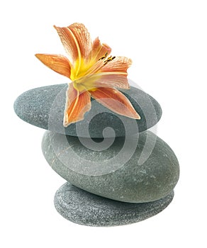 Lily flower on stone isolated on white
