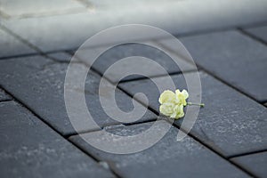 Flower on stone pavement