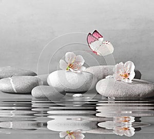 Flower and stone zen spa on water surface and grey background