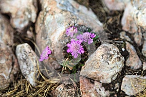 Flower between the stones