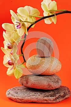 Flower and stones