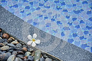 Flower on Stones at Edge of swimming Pool