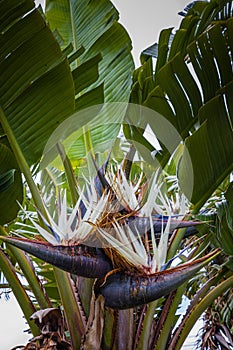 Flower Strelitzia Nicolai in Nordeste on Sao Miguel Island, Azores archipelago