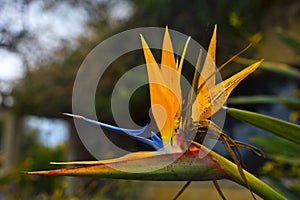 Flower Strelitzia reginae, crane flower, bird of paradise Kibbutz Kfar Glikson Israel