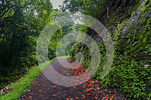 Flower-Strewn Path Through Lush Forest