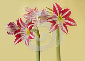 Flower striped Hippeastrum amarillis white and red-violet  Trumpet  group