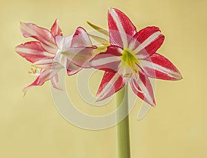 Flower striped Hippeastrum amarillis white and red-violet  Trumpet  group