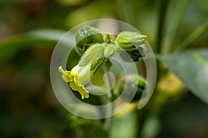 Flower of a strong tobacco, Nicotiana rustica