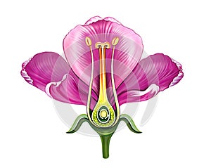 flower structure diagram