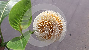 Flower structure like carona virus