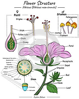 Flower structure. part of flower
