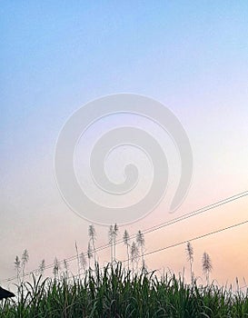Flower of sugarplant at the dawn sky