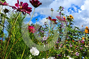 Sunny flower meadow