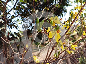 Flower, summer, nature, tree, life