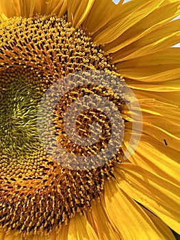 The flower of sun