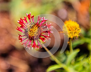 Flower Sun Devil Gaillardia - Blanket Flower with a bee  from the Royal Botanical Garden, Sydney New South Wales Australia.