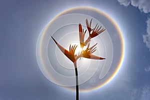 Flower on sun Halo background