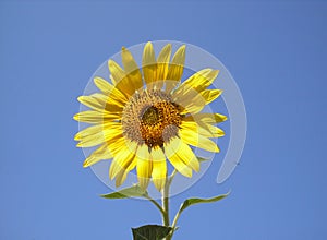 The flower of the sun is sunflower. Bright yellow sunflower against the sky.