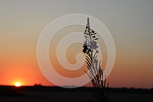 Flower in sundown