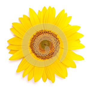 Flower of sunflower